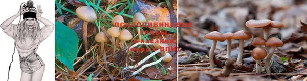 ПСИЛОЦИБИНОВЫЕ ГРИБЫ Наволоки